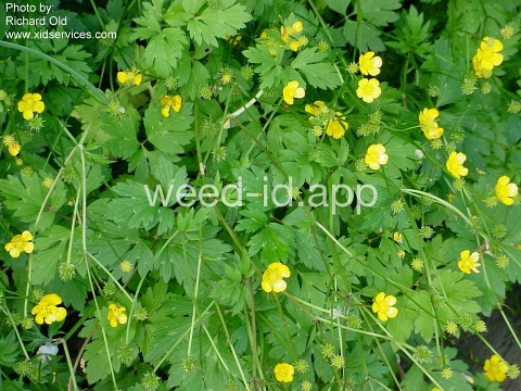 buttercup, creeping